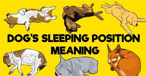 dog sleeping positions meaning