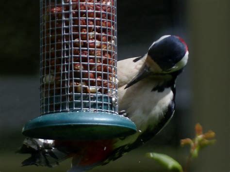 Woodpecker feeding | OLYMPUS DIGITAL CAMERA | david.cowie | Flickr