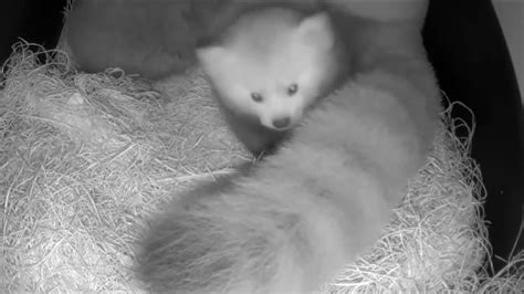 Adorable video of red panda cubs at John Ball Zoo | wzzm13.com