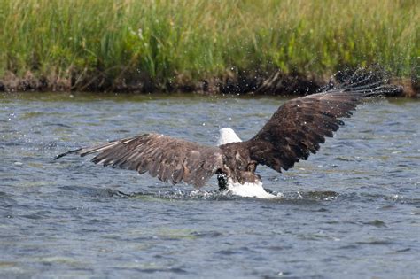 Bald Eagle goes swimming - PentaxForums.com