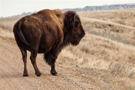 A Tree Falling: Badlands National Park: Bison