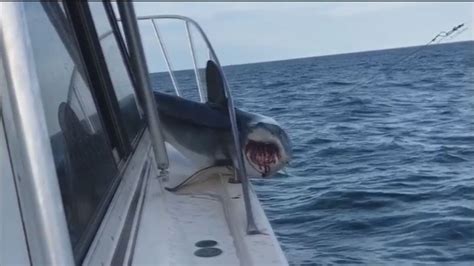 Shark jumps onto fishing boat, gets stuck | FOX 13 Tampa Bay