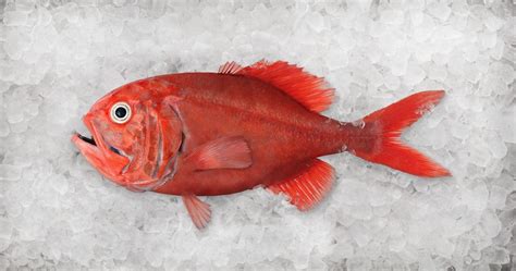 Orange roughy biomass surveys completed - SNZ Deepwater Council