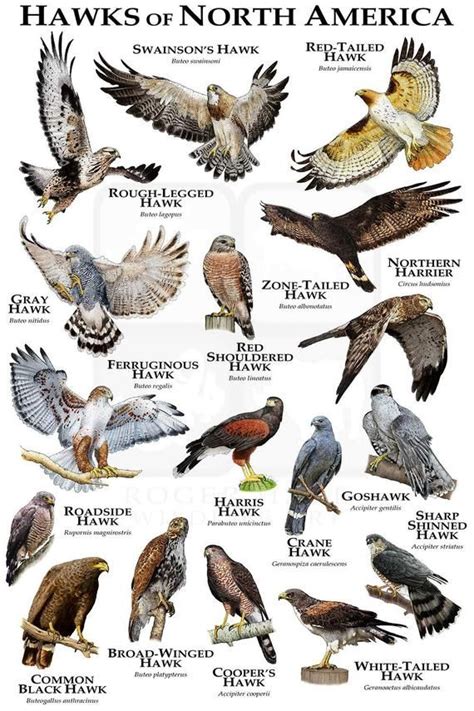 Hawks of North America Poster Print / Field Guide - Etsy | Birds of prey, Backyard birds ...