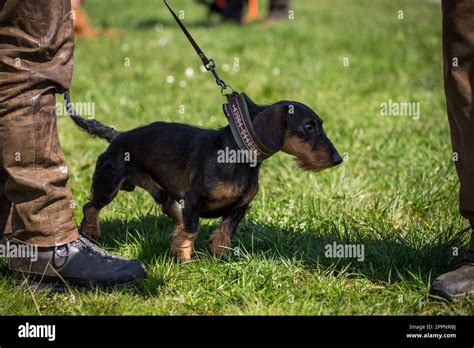 Wire-haired dachshund, Rauhaardackel Stock Photo - Alamy