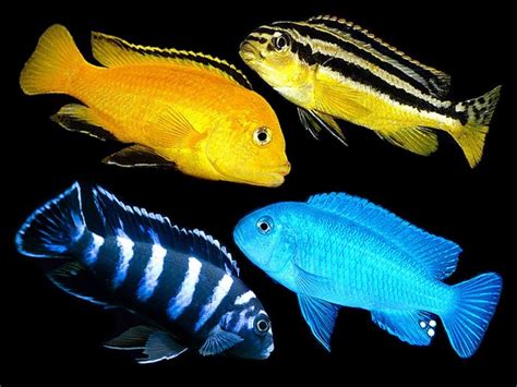 Assorted Malawi Mbuna Cichlid Place your order at https://www.aquafood.co.uk/product/assorted ...