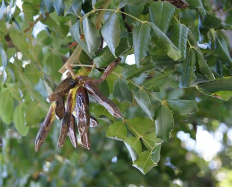 Ceratonia siliqua – eFlora of India