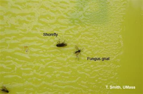 Fungus Gnats and Shore Flies | Center for Agriculture, Food, and the ...