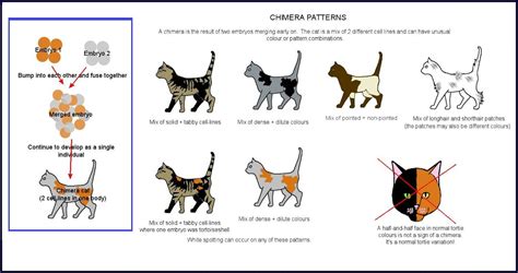 Types of Cat Coats