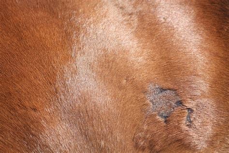 Sweet Itch in Horses - Symptoms, Causes, Diagnosis, Treatment, Recovery ...