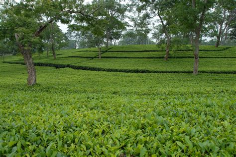 Destination Of The Week : Tea Garden Assam - Blissful Geeta