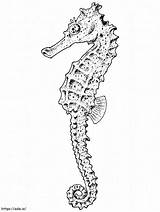 Realistic Seahorse coloring Page sketch template