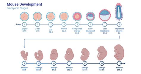 Embryo- Definition, Plant, and Animal Embryo with Process