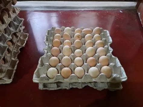 RIR Hatching Eggs, For Restaurant at Rs 8/piece in Raipur | ID: 23464481162