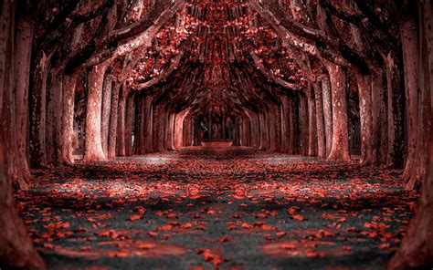 Nature, Landscapered, Forest, Leaves, Trees, Path, Photo Manipulation ...