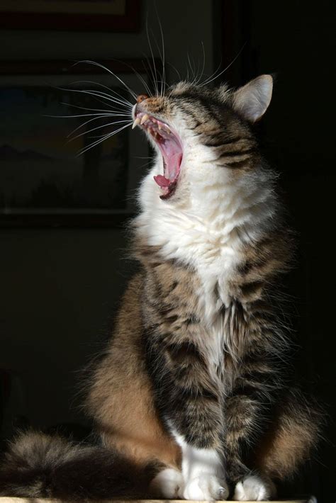 Why Is My Cat Panting? · Falls Village Vet Hospital