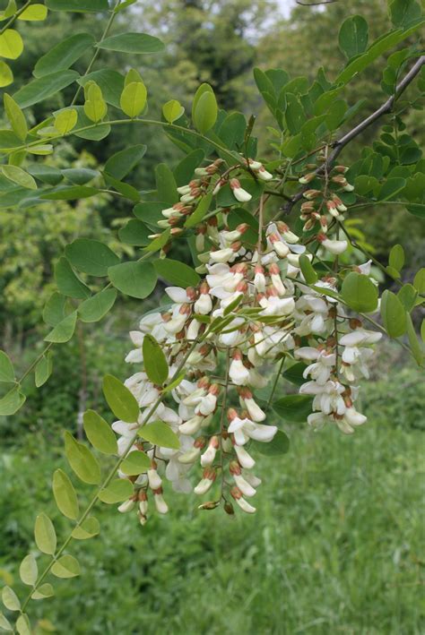 Nitrogen Fixing Plants - Webinar