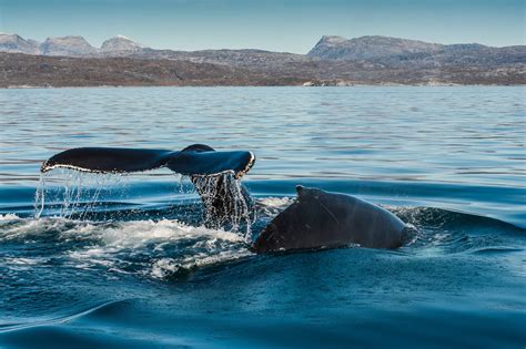 Wildlife in Greenland: Whales | Visit Greenland