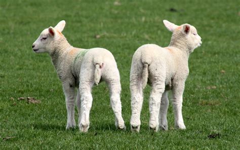 File:Two lambs rubber ring tail docking, cropped.jpg - Wikipedia