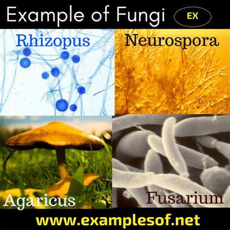 20 Examples of Fungi - Phycomycetes, Ascomycetes, Basidiomycetes and Deuteromycetes | Kingdom Fungi