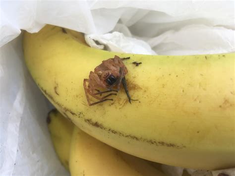 Shocked Scots shopper horrified to find Aldi bananas crawling with swarm of SPIDERS – The ...