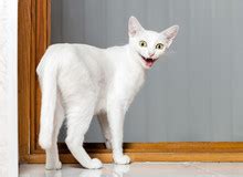 Crazy Cat Smile Free Stock Photo - Public Domain Pictures