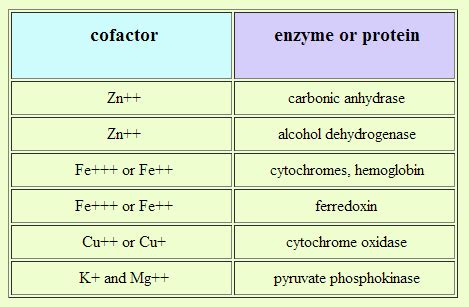 metabolism - Where can I find a list of common enzyme cofactors and/or co-enzymes? - Biology ...