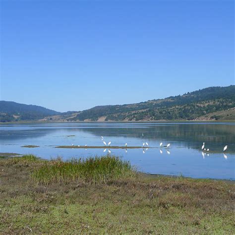 Birds of Bolinas Lagoon | One Tam