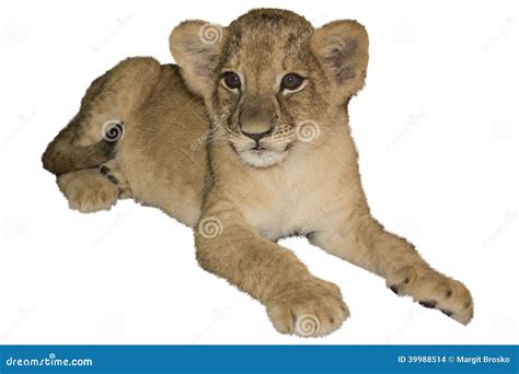 Lion cub, isolated white stock photo. Image of menagerie - 39988514