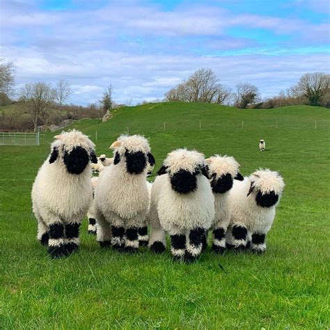 Valais Blacknose Sheep Wallpapers - Wallpaper Cave