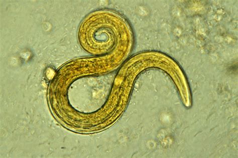 Lungworm in Cats - Cat-World