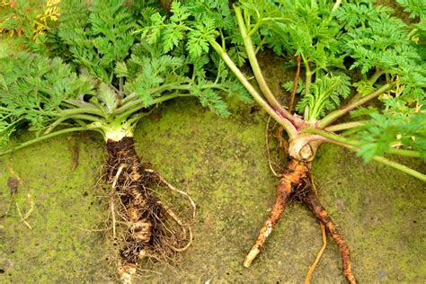 The difference between wild carrot and poison hemlock | Edible wild plants, Wild food foraging ...