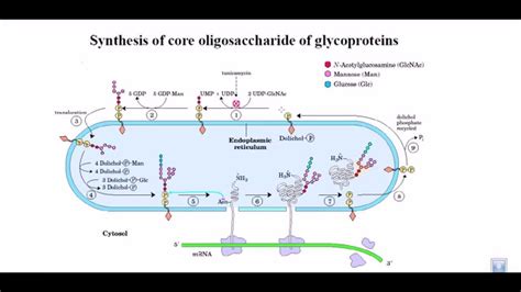 Synthesis of glycoprotein - YouTube