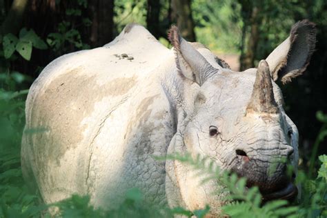 Searching for Rhinos in Chitwan National Park, Nepal - Jonistravelling