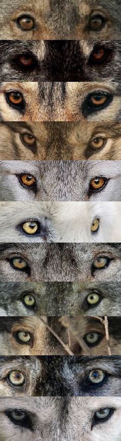 38 Best Wolf eye, wolf eyes images | Cut animals, Pretty animals, Animal pictures