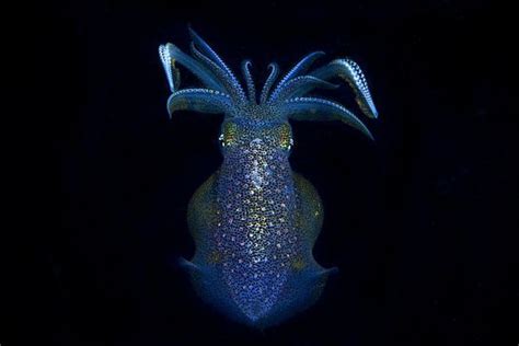 bioluminescent squid | Bioluminescence, Fear of flying, Fish pet