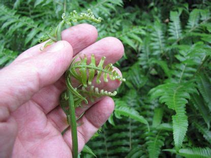 Diplazium Esculentum Uses - Are Vegetable Ferns Edible | Gardening Know How