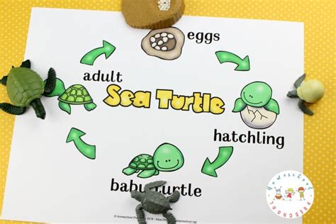 Preschool Sea Turtle Life Cycle Printable Unit Study