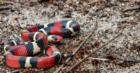 Scarlet Kingsnake Animal Facts | Lampropeltis triangulum elapsoides - Wiki Point