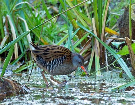 CAMBRIDGESHIRE BIRD CLUB GALLERY: Water Rail