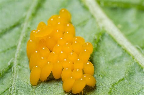 How To Get Rid Of Colorado Potato Beetles - Homestead Acres