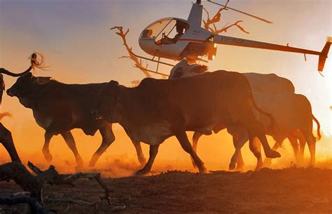 Cattle Mustering With A Helicopter, Helicopter, Cattle, Cattle ...