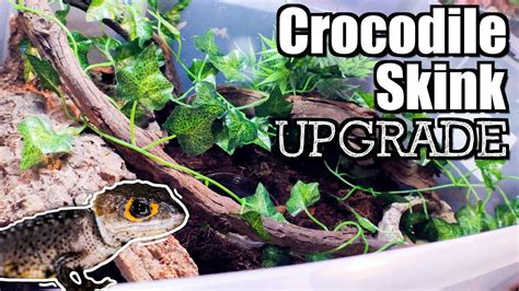 NEW Crocodile Skink Bin Setup - YouTube