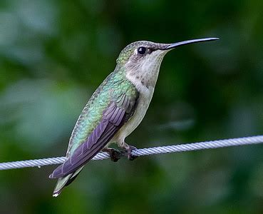Szabad fotó: kolibri, kolibrifélék (Trochilidae), madár, vibrálás, zöld, kis, nektár | Hippopx