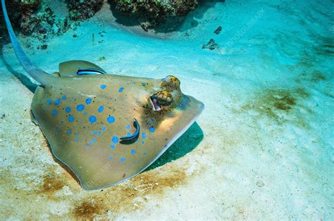 Bluespotted ribbontail ray with Cleaner wrasses - Stock Image - F023/2190 - Science Photo Library