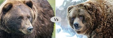 Grizzly Bear vs Kodiak Bear Fight comparison- who will win?