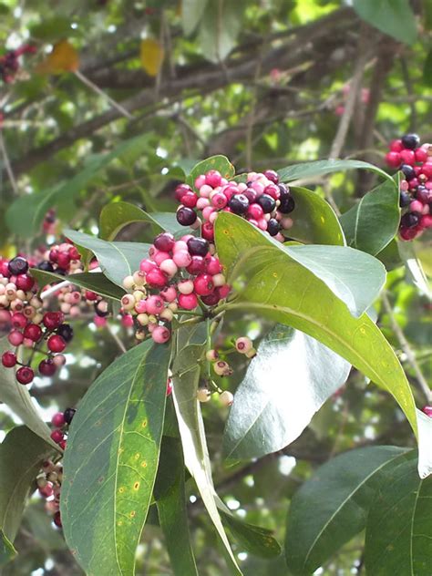 Black Plum Tree | ubicaciondepersonas.cdmx.gob.mx