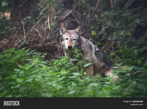 Mackenzie Valley Wolf Image & Photo (Free Trial) | Bigstock