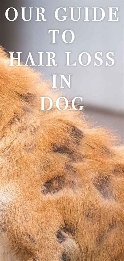 Dog Losing Hair - A Vet’s Guide To Alopecia In Dogs