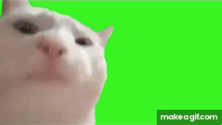 Vibing Cat Green Screen ( Dancing cat meme 2020 ) on Make a GIF